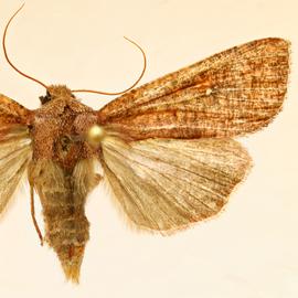  Mythimna macrosaris , adult female